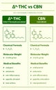 Ã¢Ëâ 9-THC vs CBN, Delta 9 Tetrahydrocannabinol vs Cannabinol vertical infographic